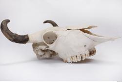 Photo Reference of Animal Skull